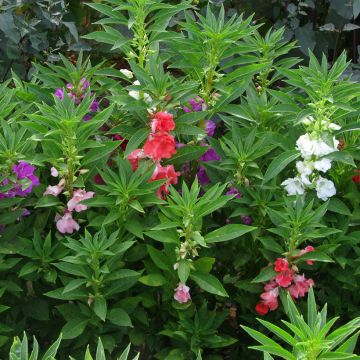 Springkraut-Samen mit Blüten im Kamelien-Mix - Impatiens balsamina