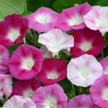 Ipomoea purpurea La Vie en Rose (Samen) - Prunkwinde