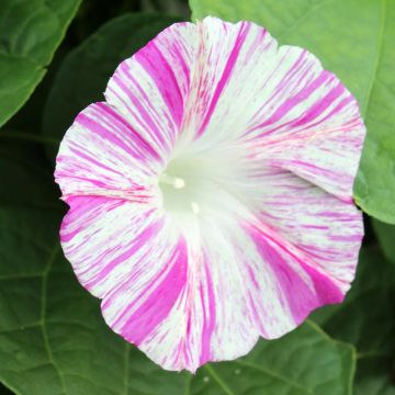 Ipomoea purpurea Venice Pink (Samen) - Prunkwinde