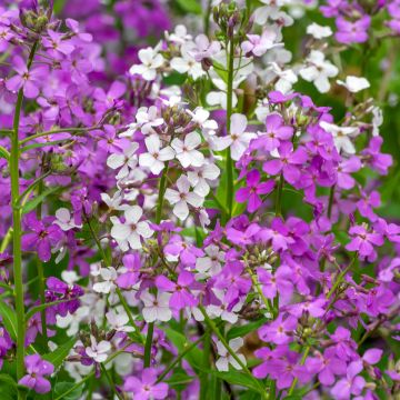 Gemeine Nachtviole Mix (Samen) - Hesperis matronalis