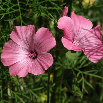 Bechermalve Loveliness rose (Samen) - Lavatera