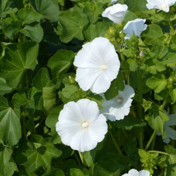 Bechermalve Mont Blanc (Bio-Samen)- Lavatera trimestris