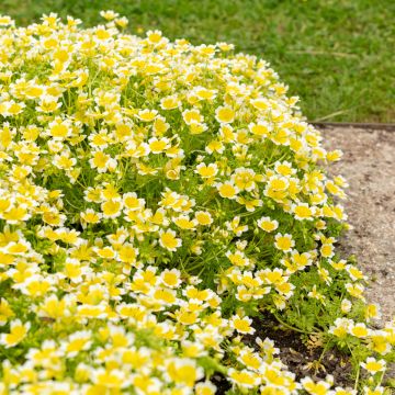 Limnanthes douglasii (Samen) - Sumpfblume