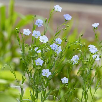 Flachs Skyscraper (Samen) - Linum usitatissimum 