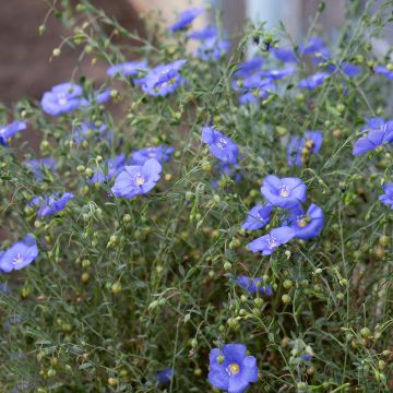 Stauden-Lein Saphir bleu (Samen) - Linum perenne