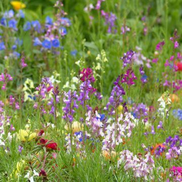 Purpur-Leinkraut Fairy Bouquet mix (Samen) - Linaria maroccana