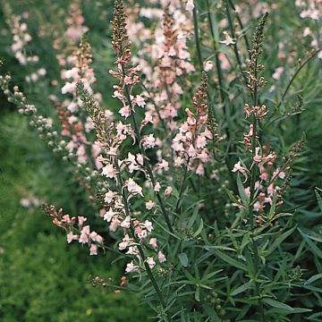 Purpur-Leinkraut Canon J. Went - Linaria purpure (samen)a