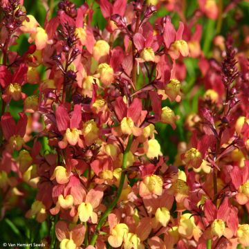 Marokkanisches Leinkraut Licilia Peach (Samen) - Linaria maroccana