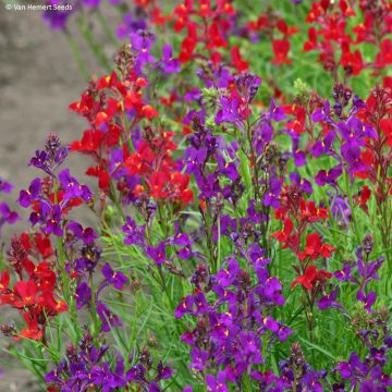 Marokkanisches Leinkraut Licilia Rhythm & Blues (Samen) - Linaria maroccana