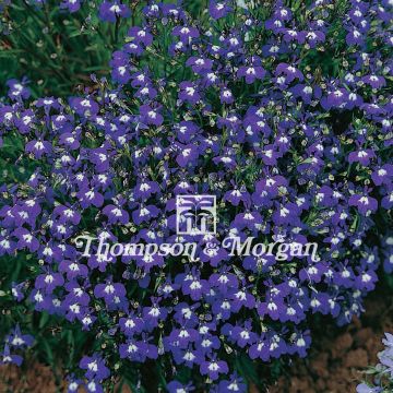 Lobelia erinus Mrs. Clibran Improved (Samen) - Lobelie