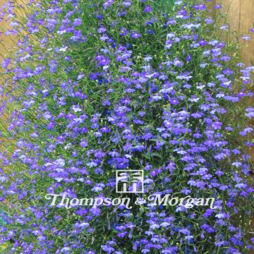 Lobelia erinus pendula Sapphire Cascade (Samen) - Lobelie