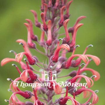 Teufelstabak (Samen) - Lobelia tupa