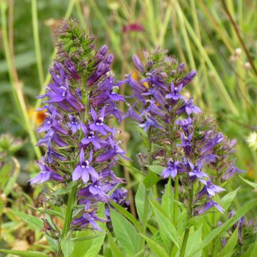 Lobelia x gerardii Vedrariensis - Stauden-Lobelie