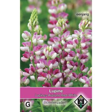 Lupine Avalune Red-White (Samen) - Lupinus hartwegii