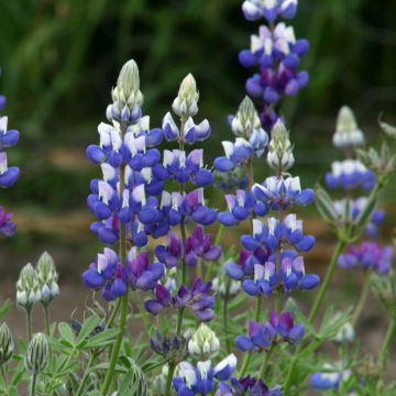 Zwerg-Lupine (Samen) - Lupinus nanus