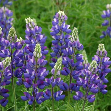 Lupine Avalune Blue (Samen) - Lupinus hartwegii