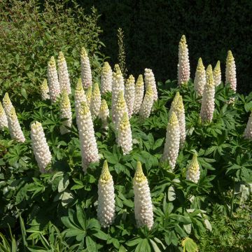 Graines de Lupin vivace Russel Hybrids Noble Maiden - Lupinus polyphyllus