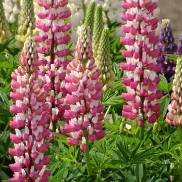 Staudenlupine La Châtelaine (Samen)