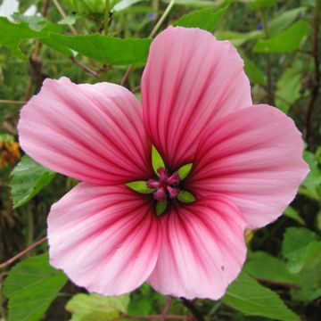 Malope trifida Glacier Fruits Mixed (Samen) - Malope