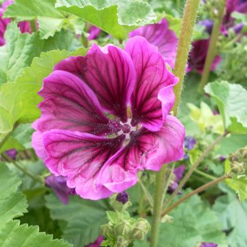 Malva sylvestris var. mauritiana (Samen) - Wilde Malve