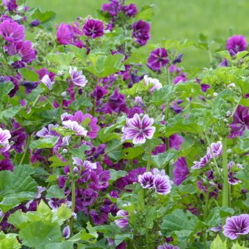 Wilde Malve Purple Zebra Mix (Samen) - Malva sylvestris