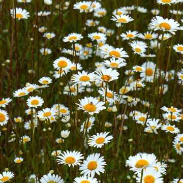 Graines de Marguerite des Prés BIO - Leucanthemum vulgare