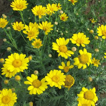 Chrysanthemum segetum (Samen) - Saat-Wucherblume