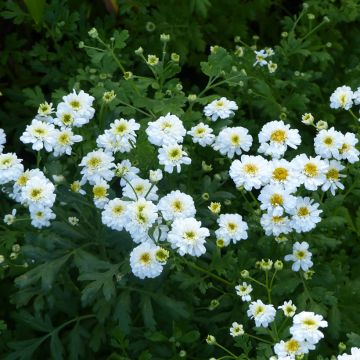 Tanacetum parthenium Tetra White Wonder (Samen) - Mutterkraut