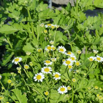 Tanacetum parthenium Tetra White Single (Samen) - Mutterkraut