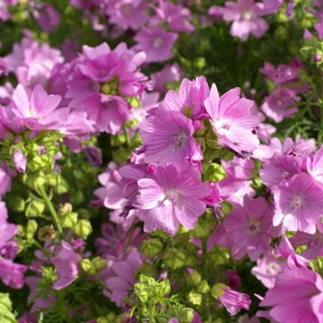 Graines de Mauve musquée Rosea - Malva moschata