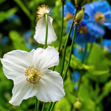 Meconopsis baileyi Alba (Samen) - Scheinmohn