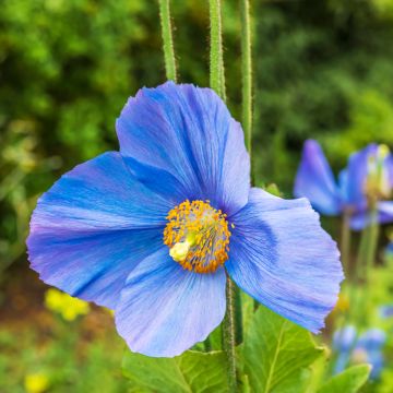 Meconopsis grandis (Samen) - Großer Scheinmohn