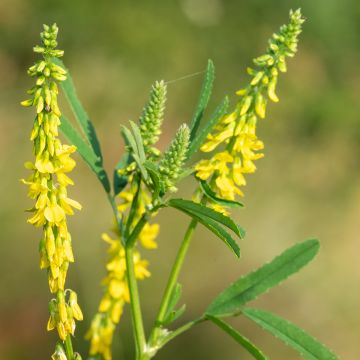 Echter Steinklee - Melilotus officinalis