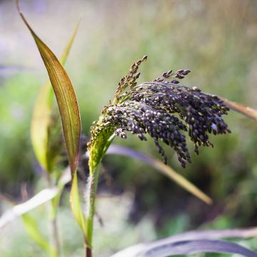 Panicum miliaceum Violaceum (Samen) - Hirse