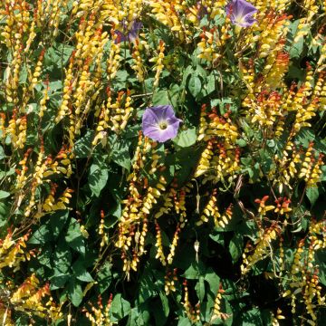 Mina lobata (Samen) - Sternwinde