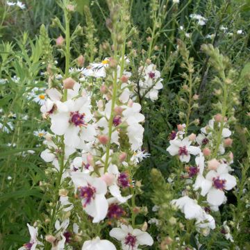 Verbascum blattaria f. albiflora (Samen) - Schaben-Königskerze