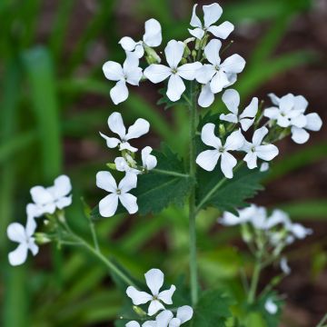 Silberblatt Alba (Samen) - Lunaria annua