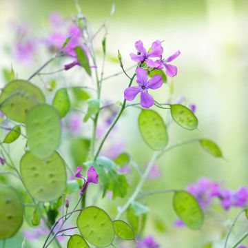 Silberblatt (Samen) - Lunaria annua