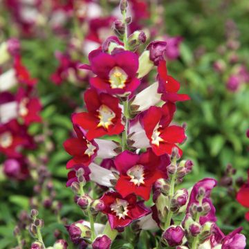 Löwenmäulchen Antiquity Red Bicolour (Samen) - Antirrhinum