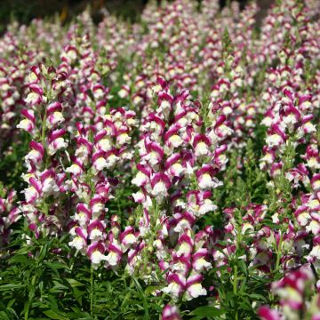 Löwenmäulchen Cherry Twist (Samen) - Antirrhinum majus