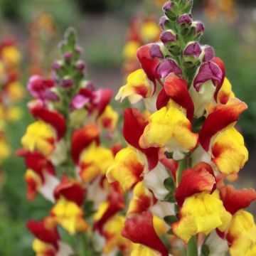 Löwenmäulchen Mango Twist (Samen) - Antirrhinum majus