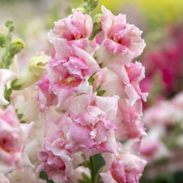 Löwenmäulchen Sweet Duet Appleblossom (Samen) - Antirrhinum