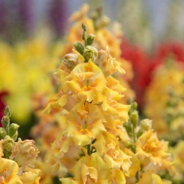 Löwenmäulchen Sweet Duet Citrus (Samen) - Antirrhinum