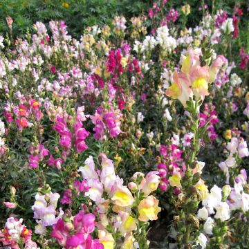 Löwenmäulchen Maximum varié (Samen) - Antirrhinum