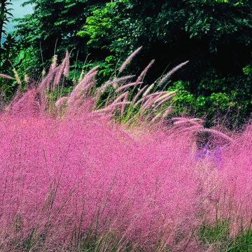 Muhlenbergia capillaris Ruby - Rosa Haargras