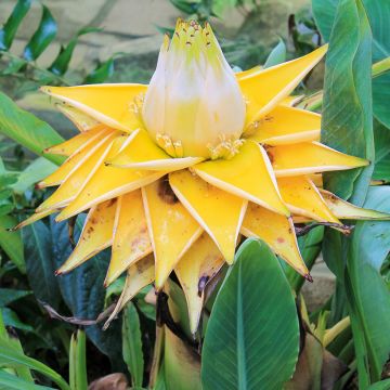 Musella lasiocarpa (Samen) - Goldene Lotus Banane