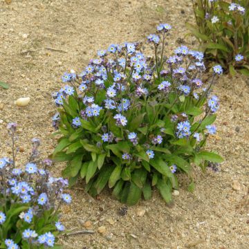 Waldvergissmeinnicht-Samen Victoria Azurea - Myosotis sylvatica