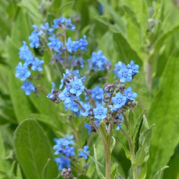 Graines de Cynoglossum Firmament - Myosotis chinois