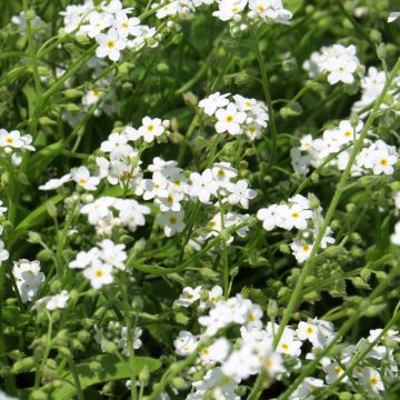 Weißer Alpen-vergissmeinnichtdes (Samen) - Myosotis alpestris