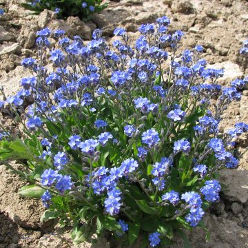 Vergissmeinnicht Ultramarine (Samen) - Myosotis sylvatica